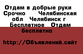 Отдам в добрые руки!!!Срочно!!! - Челябинская обл., Челябинск г. Бесплатное » Отдам бесплатно   